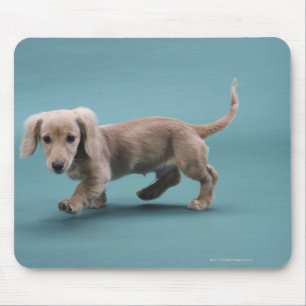 Eine kleine, beige Dackel zu Fuß Mousepad