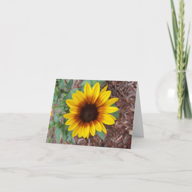 Eine kleine gelbe Sonnenblume im Blumengarten (Vorderseite)