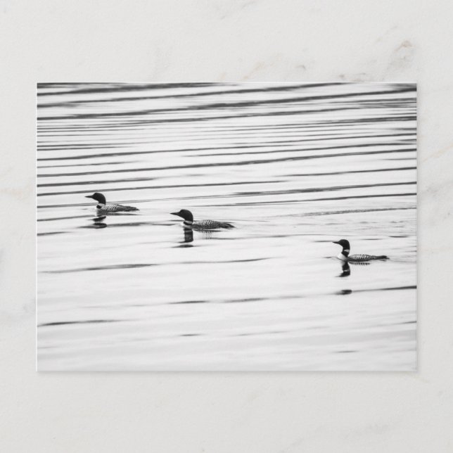 Eine kleine Loonie - Postkarte (Vorderseite)