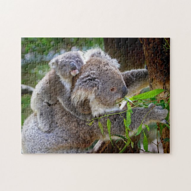 Eine Koala Mutter und ein Baby in einem Baum (Horizontal)