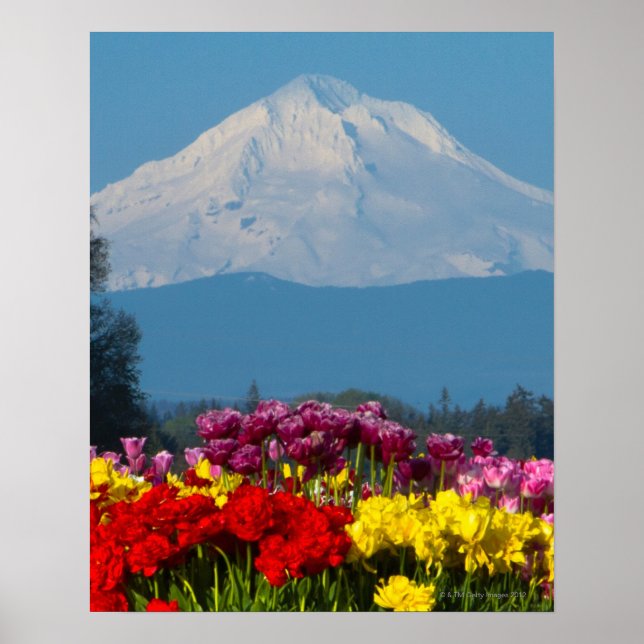eine komprimierte Sicht auf den Berg Hood, Oregon  Poster (Vorne)