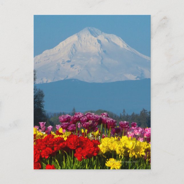 eine komprimierte Sicht auf den Berg Hood, Oregon  Postkarte (Vorderseite)