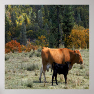 Eine Kuh und ihr Kalb...... Poster