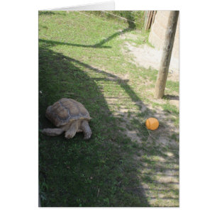 eine Landschildkröte in einem Zoo, Grußkarte mit l