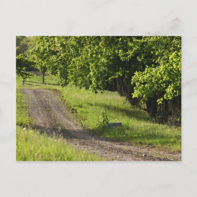 Eine Landstraße in Ipswich, Massachusetts. Postkarte (Vorderseite)
