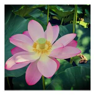 Eine lebendige Lotus-Blume Poster