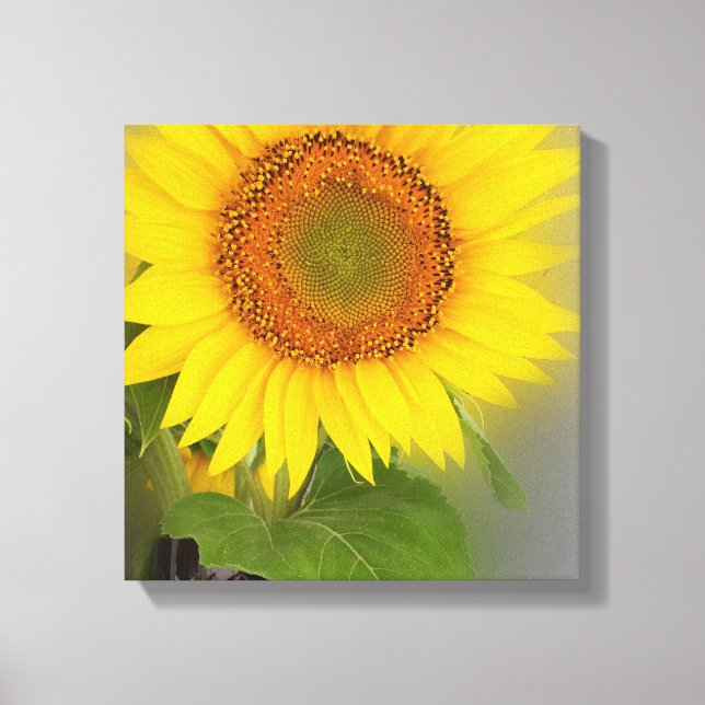 eine leuchtende Sonnenblume Leinwanddruck (Vorderseite)