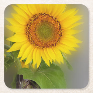 eine leuchtende Sonnenblume Rechteckiger Pappuntersetzer
