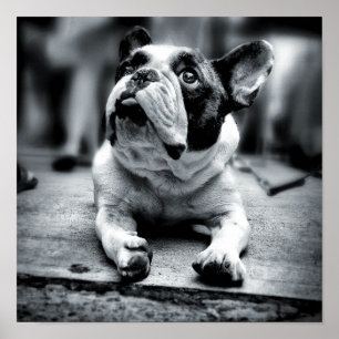 Eine Lil französische Bulldoggen-Wartezeiten Poster