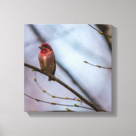 Eine Lila Finch 12 x 12 gearbeitete Canvas Print Leinwanddruck