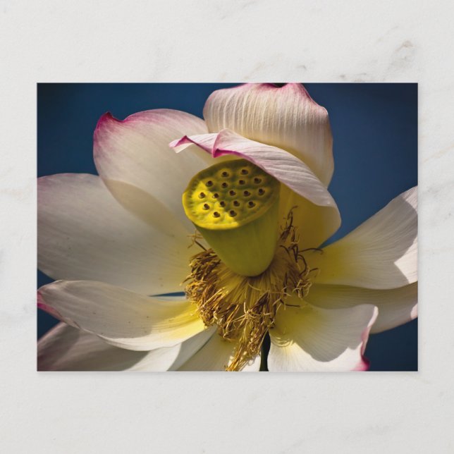 Eine Lotus Blossom Postkarte (Vorderseite)