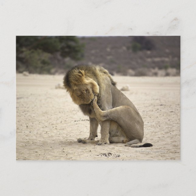 Eine Löwe, die ihre Hinterpfohle reinigt, Kgalagad Postkarte (Vorderseite)