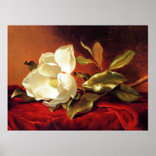 Eine Magnolie auf rotem Samt Poster