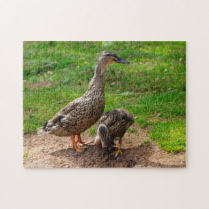 Eine Mallard Duck und ihr Duckling Jigsaw Puzzle