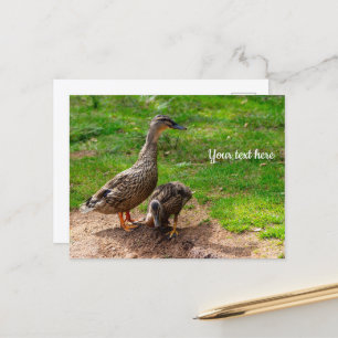 Eine Mallard-Ente und ihre Postkarte für das Enkel
