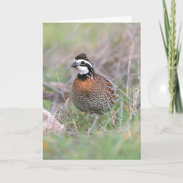 Eine männliche Bobwhite Quail Grußkarte. Karte (Vorderseite)