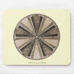 Eine Marinediatomee Mousepad