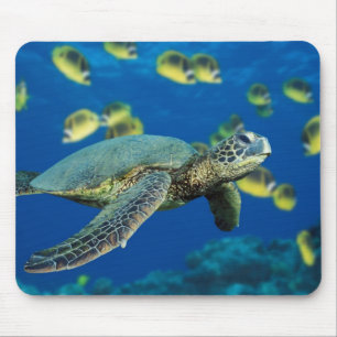Eine Meeresschildkröte schwimmt an einer Schule vo Mousepad