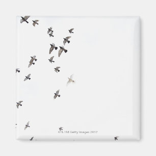 Eine Menge der Vögel fliegt am Himmel Magnet