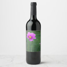 Eine mexikanische Aster