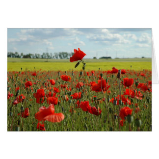 Eine Mohnblume über der Erholung
