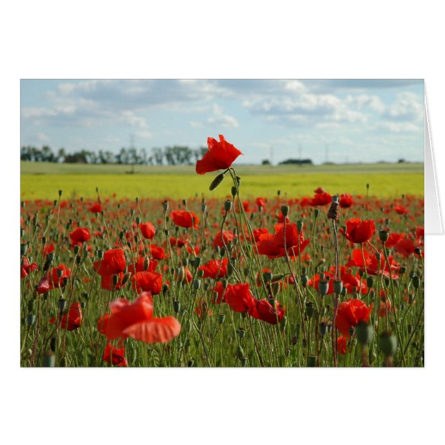 Eine Mohnblume über der Erholung (Vorderseite (Horizontal))