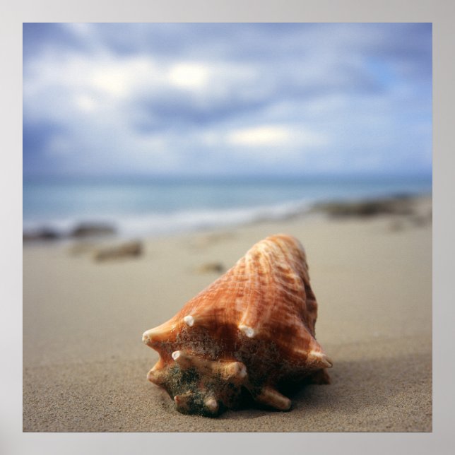 Eine Muschel am Strand | St. Croix, Usvi Poster (Vorne)