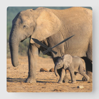 Eine Mutter und ein Kalb des afrikanischen Quadratische Wanduhr