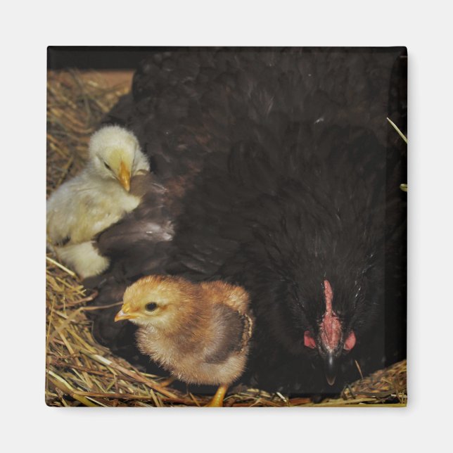 Eine Mutter und ihre Küken Magnet (Vorne)
