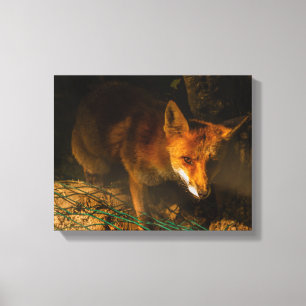 eine nächtliche Begegnung mit einem Fuchs auf gesp Leinwanddruck