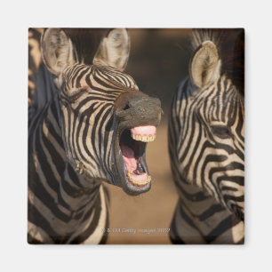 Eine Nahaufnahme eines Zebra, der seine Zähne Magnet