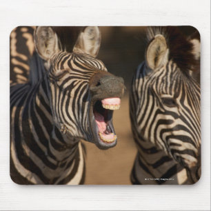 Eine Nahaufnahme eines Zebra, der seine Zähne Mousepad
