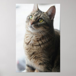 Eine Nahe Katze auf einem Fenster Poster