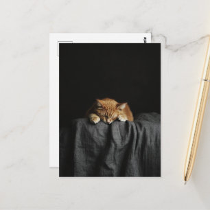 Eine niedliche schlafende Ingwerkatze auf Schwarz Postkarte