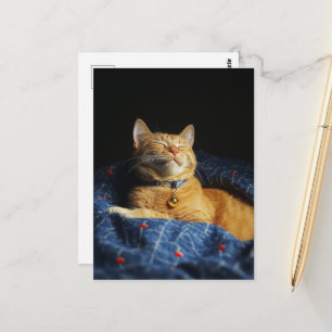 Eine niedliche schlafende rote Katzenmiez Postkarte