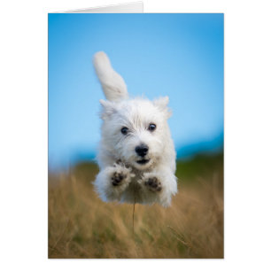 Eine Niedliche West Highland Terrier Welpe läuft