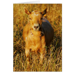 Eine niedliche Ziege