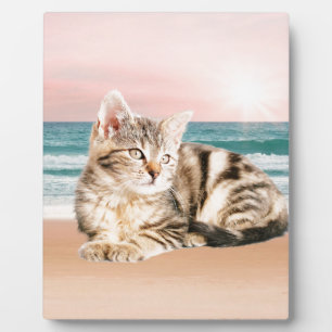 Eine Niedlichere gestreifte Katze am Strand mit So Fotoplatte