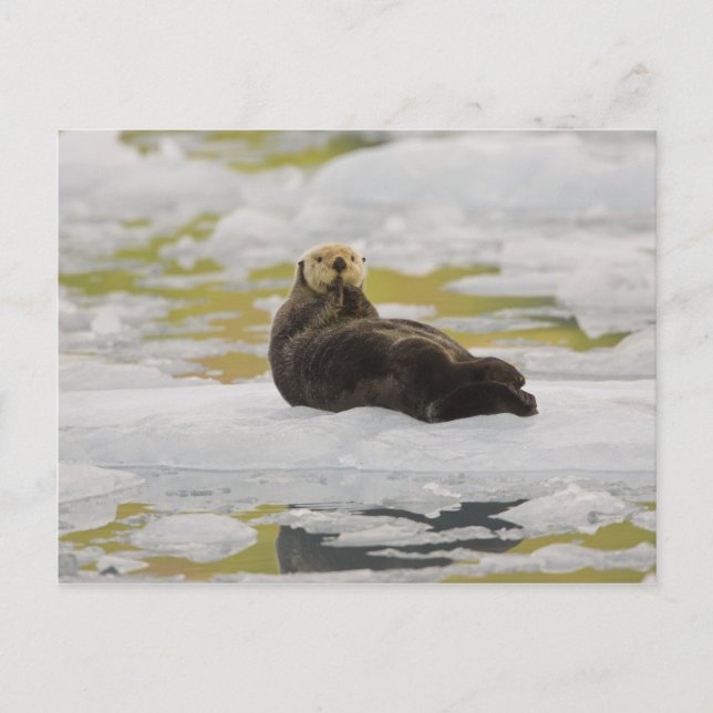 Eine Otter-Erholung auf einem kleinen Eisberg Postkarte (Vorderseite)