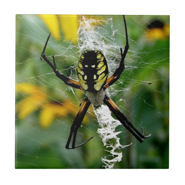 Eine Phantastische Foto-Orb-Spinne im Web Fliese (Vorderseite)