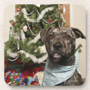 Eine Pitbull, die für ein Weihnachtsporträt Untersetzer