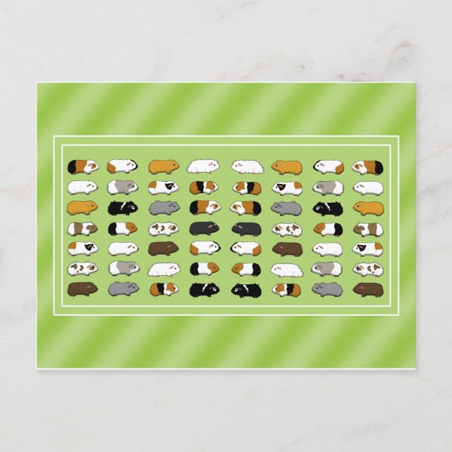 Eine Postkarte mit Meerschweinchen (Vorderseite)