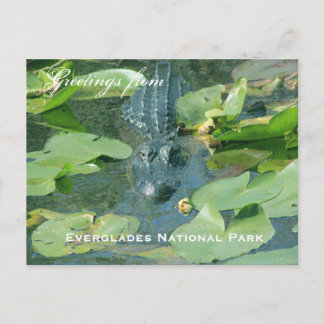 Eine Postkarte vom Everglades Nationalpark