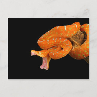 Eine Pythonschlange steht kurz davor, auszuschlage Postkarte