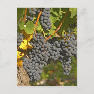 Eine Rebe mit reifen Merlot-Trauben - Chateau Postkarte