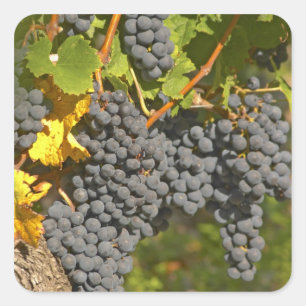 Eine Rebe mit reifen Merlot-Trauben - Chateau Quadratischer Aufkleber