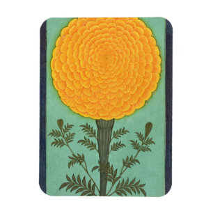 Eine Ringelblume, vom kleinen Clive Album (w/c auf Magnet