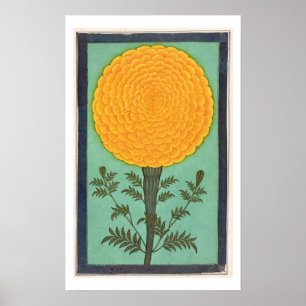 Eine Ringelblume, vom kleinen Clive Album (w/c auf Poster