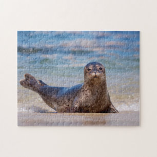 Eine Robbe an einem Strand entlang der Pazifikküst