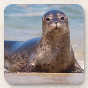 Eine Robbe an einem Strand entlang der Pazifikküst Getränkeuntersetzer